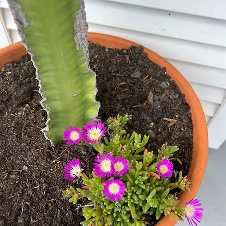 Casa De Maio - New T2 - Arrifana 650 Mts Aljezur